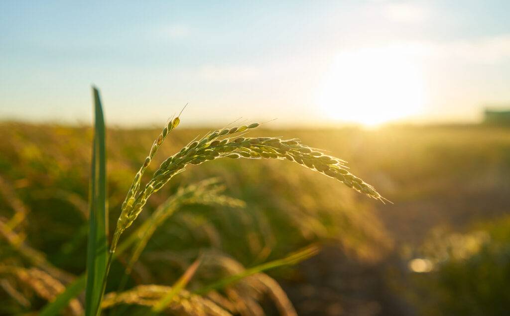 biometano in italia