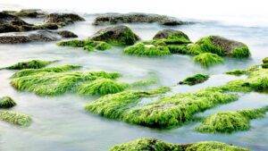 alghe