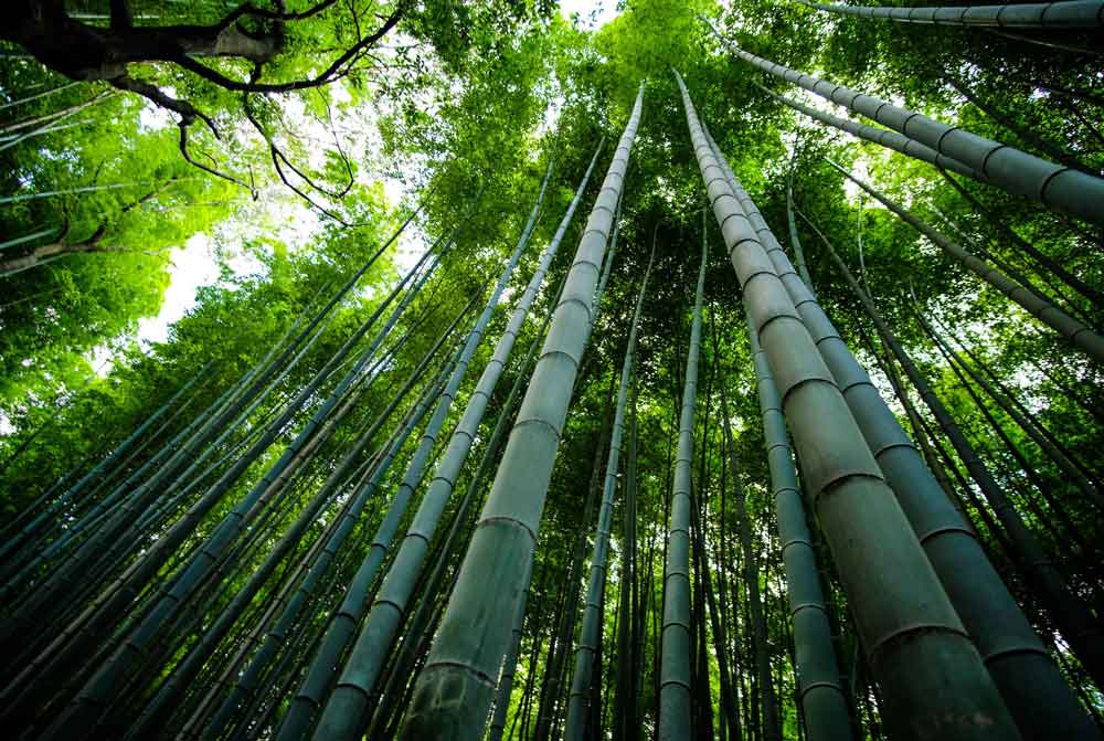 Il bambù: il futuro dell'impresa